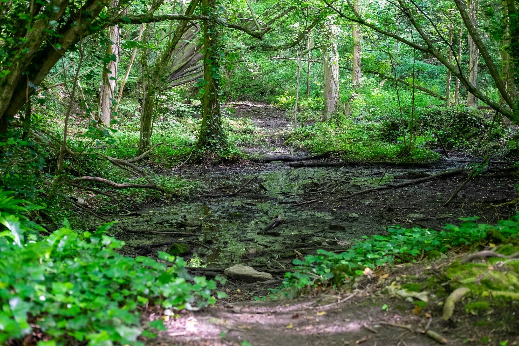 The Best Greenville Neighborhoods With Access To The Swamp Rabbit Trail printable-swamp-rabbit-trail-map